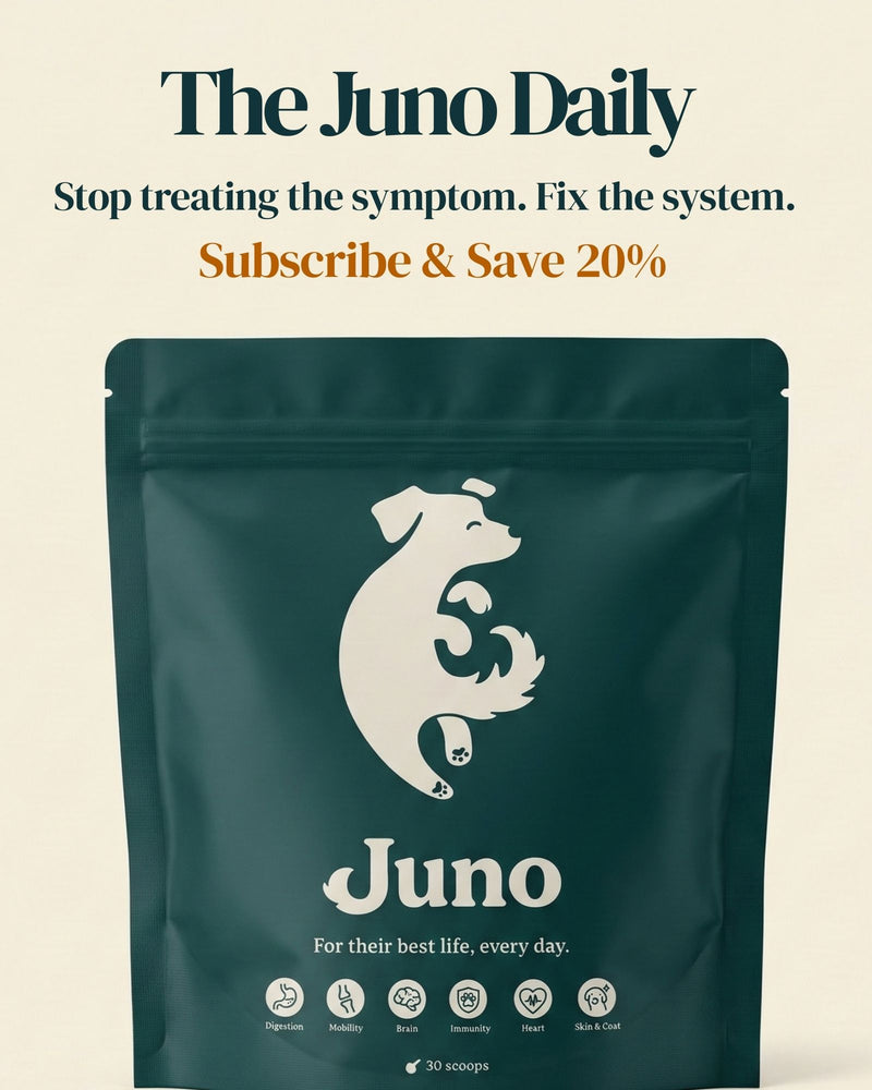 Juno Daily all-in-one dog supplement front pack for digestion joints skin heart and brain support