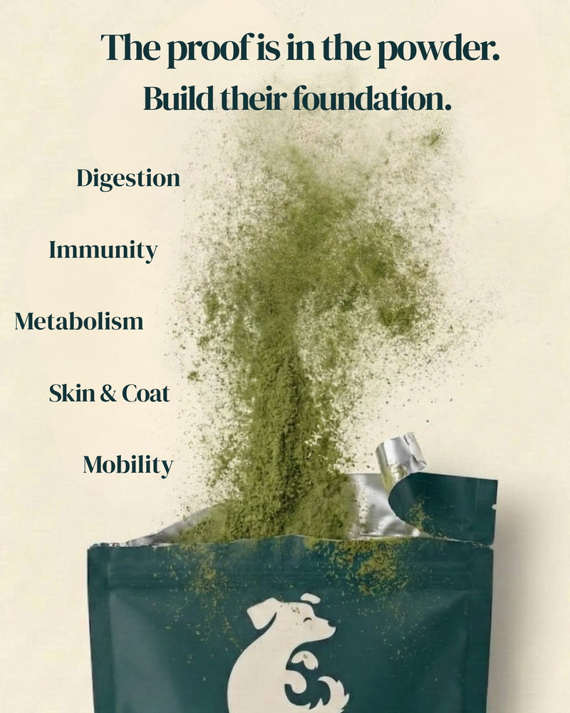Green powder of juno daily  being poured from a bag with health benefits listed on a beige background